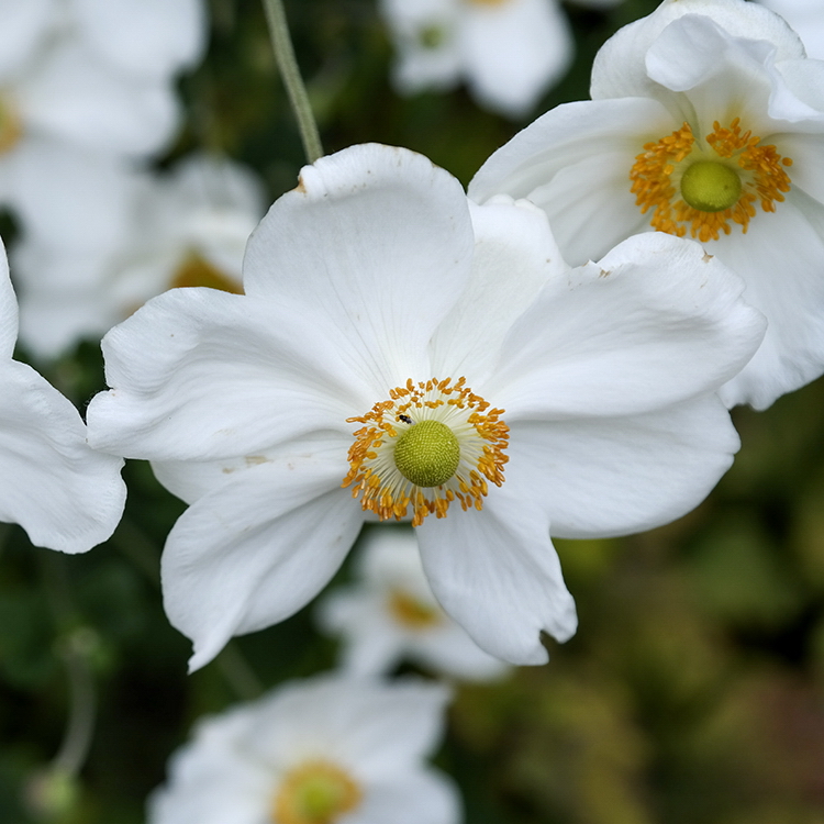 Blume Mecklenburgische Seenplatte SAM_4654 Kopie.jpg - Wahrlich eine der schönsten Blumen - die Anemone